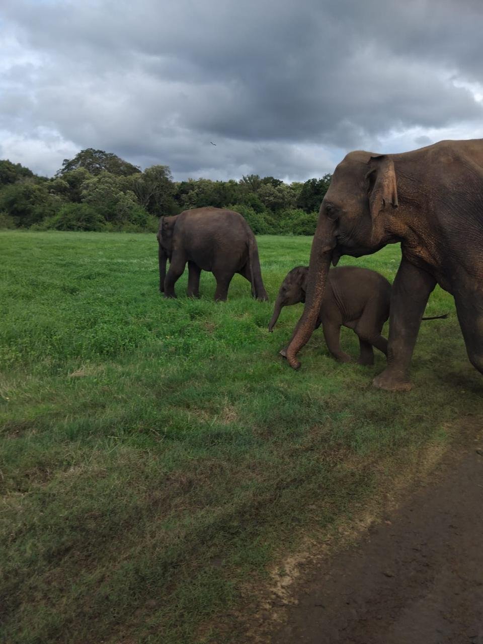 Safari Wild Elephant